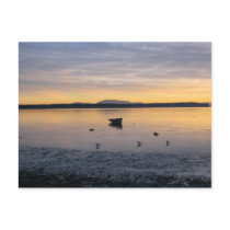 Sea Birds and Boat Post Card