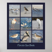 Sea Birds of Florida Photos Print