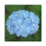"Sea Blue Hydrangea" Magnet