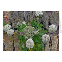 Sea Carrot Cards