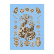 Sea Cucumbers Post Cards