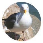 Sea Gull sticker