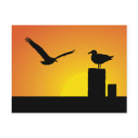 Sea Gulls At Sunset Postcard
