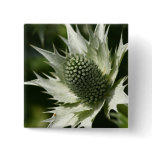 Sea Holly Button