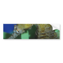 Sea Horse