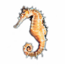 Sea horse pin photo cutout