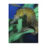 Sea Horse