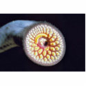 Sea Lamprey photo sculptures