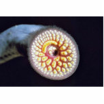 Sea Lamprey photo sculptures