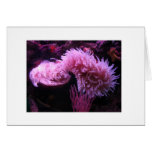 Sea Life cards