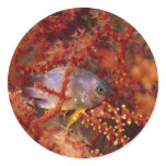 Sea Life - Fish stickers