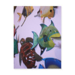 Sea Life in Florida Post Card