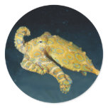 Sea Life - Octopus stickers