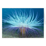 Sea Life Sea Anemone Card