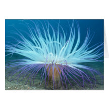 Sea Life Sea Anemone Card