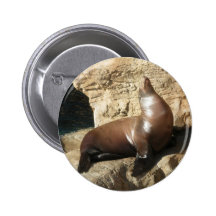 Sea Lion button
