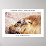 Sea lion cow, exhausted after a day's hunt print