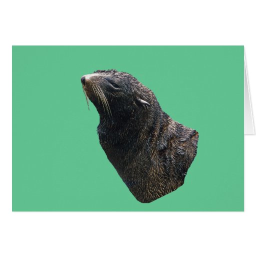 Sea Lion Greeting Cards