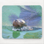 Sea Lion; In the Swim of Things! mousepads