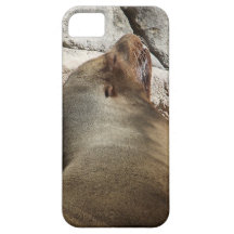 Sea Lion iPhone 5 Cover