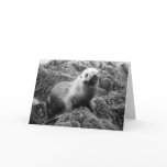 Sea Lion notecard