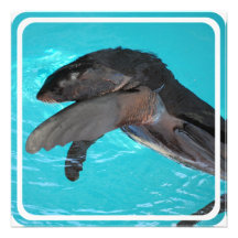 Sea Lion Playing Invitation