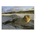 Sea Lion Pup cards