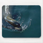 Sea Lion Swimming Mousepads