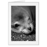 Sea Lion Wink Greeting Cards