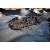 Sea Lions at Haulout - Aerial View Photo Cutout