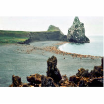 Sea Lions at Haulout Cut Outs