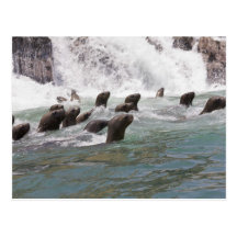 Sea lions attracted into the water to watch postcards
