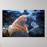 Sea Lions Posters