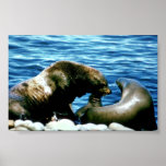 Sea Lions Print
