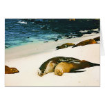 Sea Lions Spooning Greeting Card