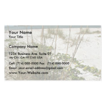 Sea oats and other beach vegetation business cards