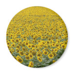 Sea of Sunflowers Magnets