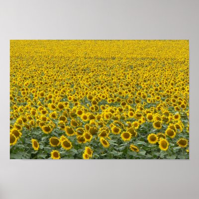 Sea of Sunflowers Posters