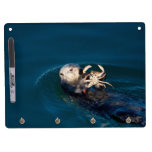 Sea Otter Dry-Erase Whiteboards
