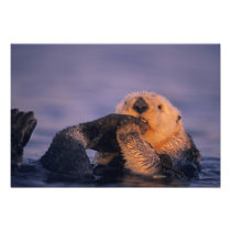 Sea Otter, Enhydra lutris