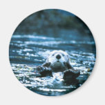 Sea Otter Magnet