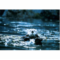 Sea Otter Photo Cut Out