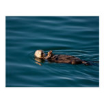 Sea Otter Post Card