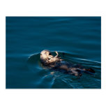 Sea Otter Post Card