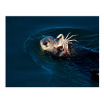 Sea Otter Post Cards