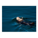 Sea Otter Post Cards