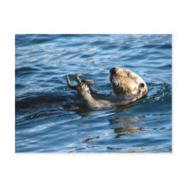Sea Otter Postcards