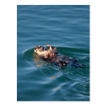 Sea Otter Postcard