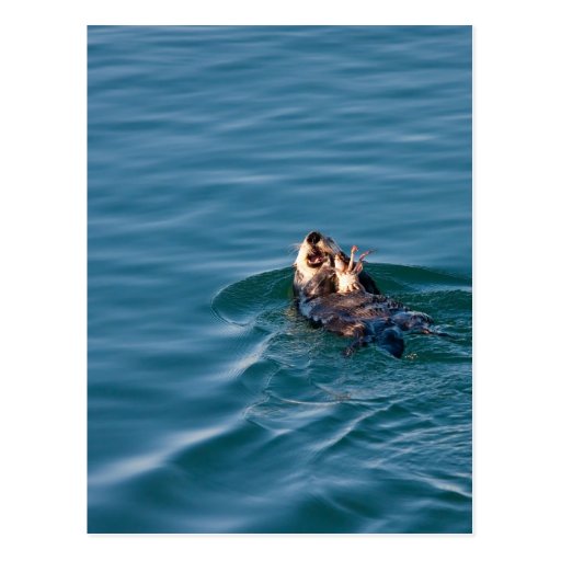 Sea Otter Postcard