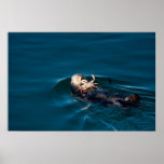 Sea Otter Poster